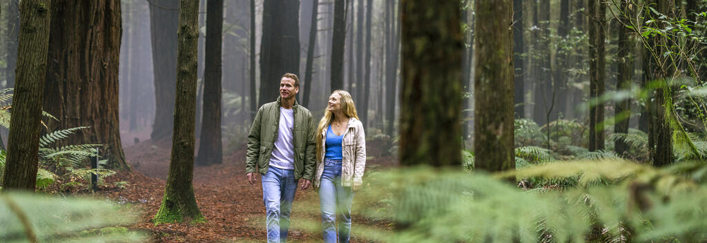 Couple walking in the Redwoods in Rotorua, New Zealand